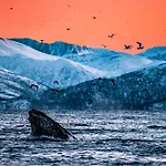 Traditional Arctic *