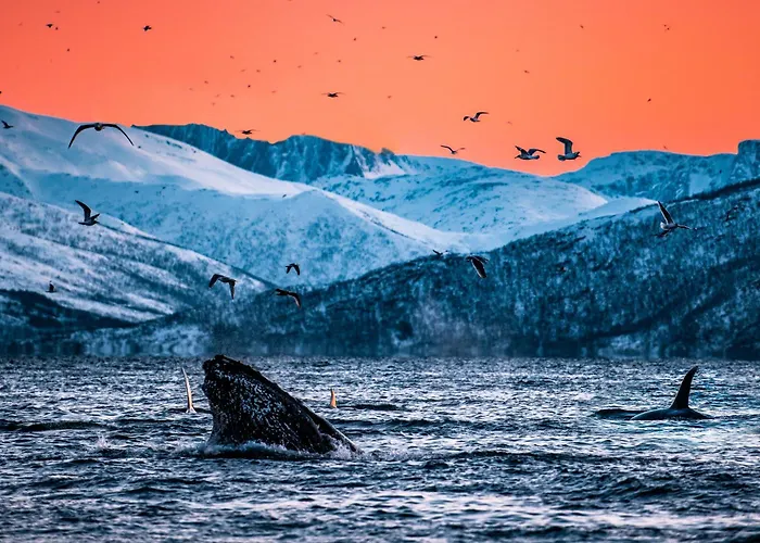Traditional Arctic *